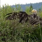 Bald Eagle / Лысый орел